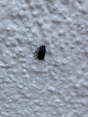 Aphodiinae