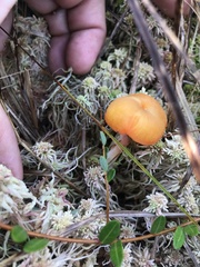 Hygrocybe cantharellus
