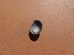 Siphonaria pectinata