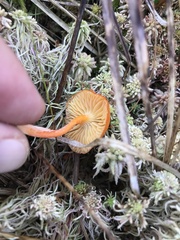 Hygrocybe cantharellus