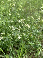 Galium album
