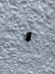 Aphodiinae