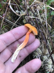 Hygrocybe cantharellus