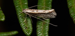 Roeslerstammiidae