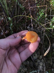 Hygrocybe cantharellus