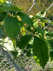 Parthenocissus inserta