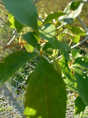 Parthenocissus inserta