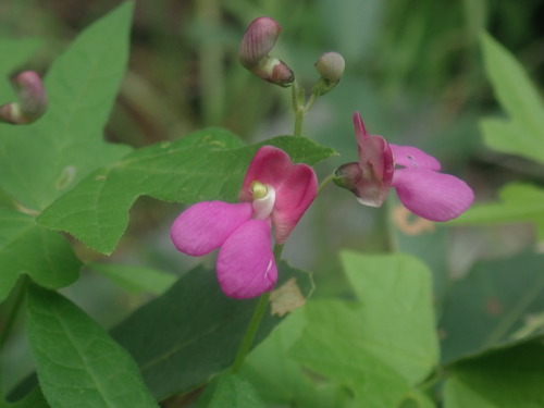 Image of Gray's bean by no rights reserved