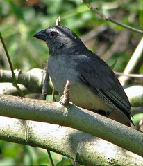 Saltator coerulescens