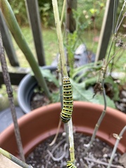 Papilio polyxenes asterius