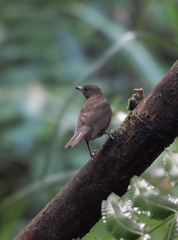 Turdus albicollis
