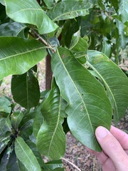 Planchonella pohlmaniana