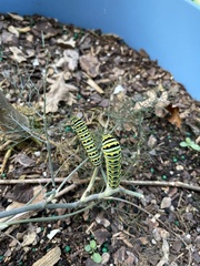 Papilio polyxenes asterius