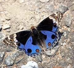 Junonia orithya