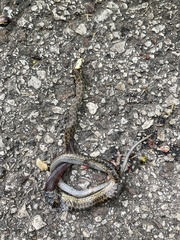 Zamenis longissimus