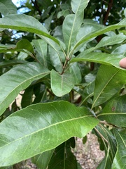 Planchonella pohlmaniana