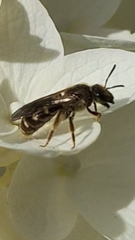Lasioglossum