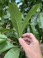 Planchonella pohlmaniana