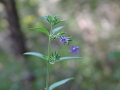 Trichostema brachiatum