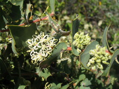 Hakea prostrata