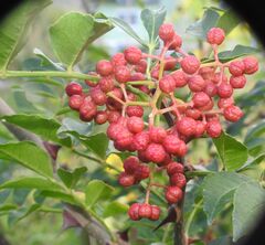 Zanthoxylum piperitum