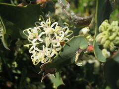 Hakea prostrata