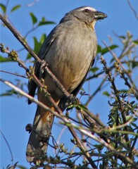 Saltator coerulescens