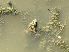 Pelophylax ridibundus
