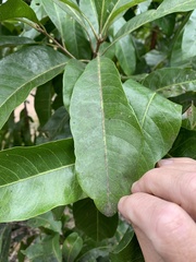 Planchonella pohlmaniana