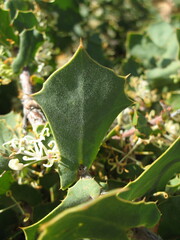 Hakea prostrata
