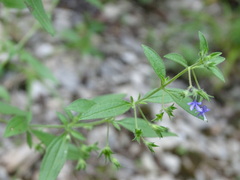 Trichostema brachiatum