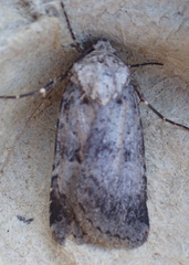 Feltia geniculata