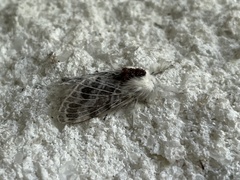 Tolype velleda
