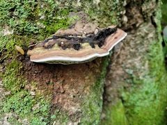 Ganoderma megaloma