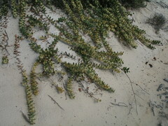 Hakea prostrata