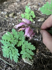 Dicentra