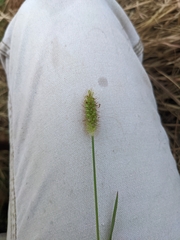 Setaria parviflora