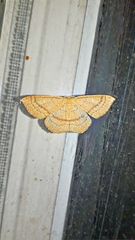 Cyclophora dataria