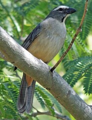 Saltator coerulescens