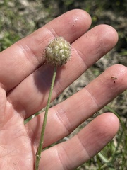 Trifolium fragiferum