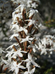 Lysinema ciliatum