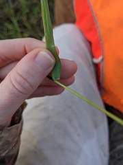 Setaria parviflora