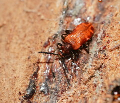 Lemodes coccinea