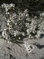 Lysinema ciliatum