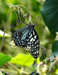 Tirumala limniace