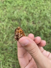 Boloria dia