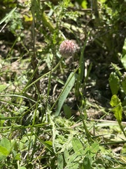 Trifolium fragiferum