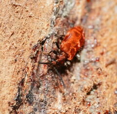 Lemodes coccinea