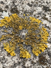 Xanthoria parietina