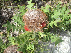 Banksia baxteri